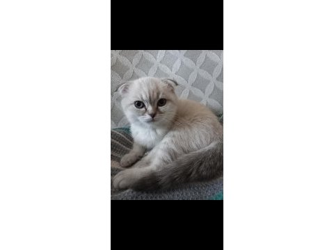 8 aylık dişi scottish fold aşıları tam