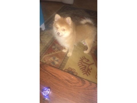 3 aylık pomeranian erkek
