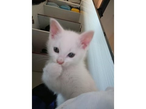 Minik ankara kedisi kızıma yeni yuva