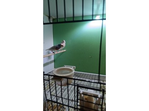 2024 silver takım finch