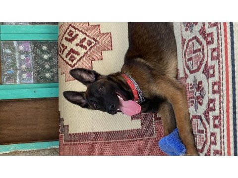 7 aylık erkek malinois belçika kurdu