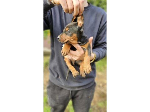 Doberman bebekleri