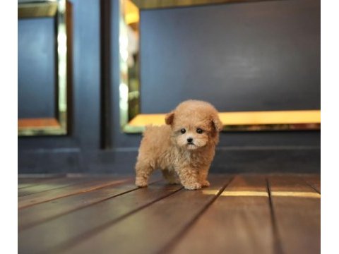 Sağlık garantili safkan maltipoo yavrularımız