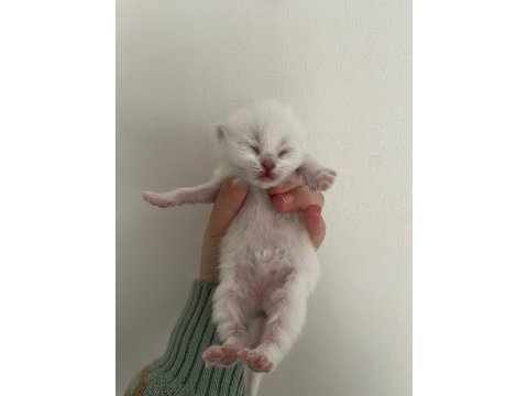 Kar topu british shorthair yavrular