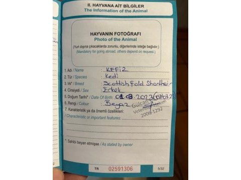 Scottish fold kedimizi sahiplendirmek istiyoruz