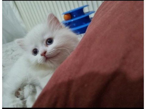 Kedi dişi iki ay iki hafta persian