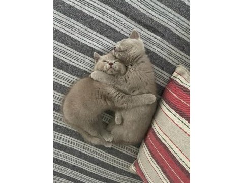 Safkan british shorthair bebeklerimize yuva arıyoruz