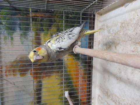 Sağlıklı ısırma huyu olmayan bebek sultan papağanlar