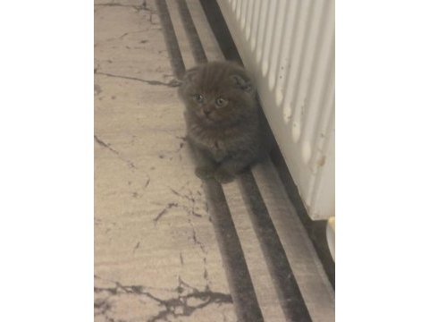 45 günlük bebek kediler