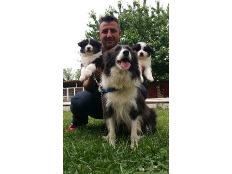 A kalitede border collie yavruları