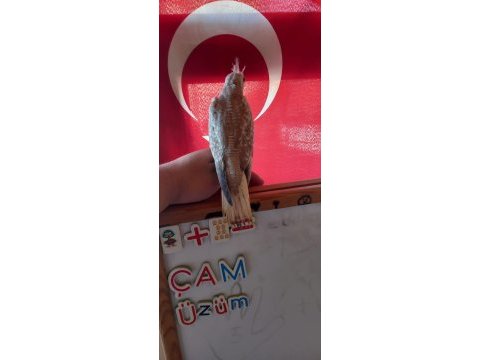 Sevimli wifi yavru sultan papağanı