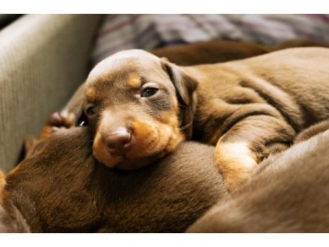 Irk garantili safkan doberman yavrular