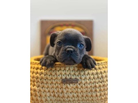Tok kalite blue french bulldog
