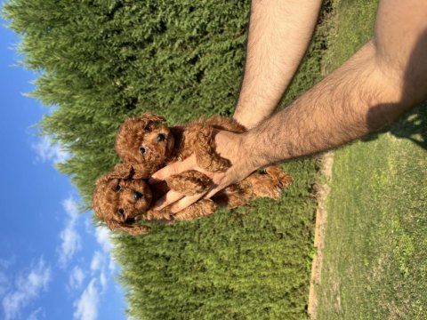 Toy poodle minyatür 0 numara