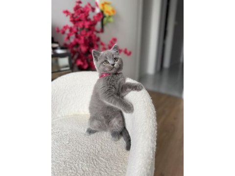 Orjinal british shorthair dişi