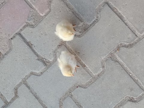 Tavuk ve horoz