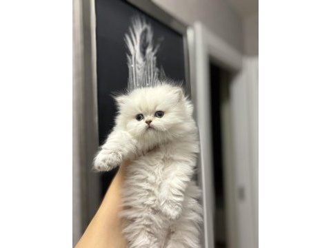 Beyaz brıtısh longhaır yavrularım 