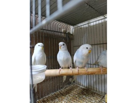 Yavru muhabbet kuşları