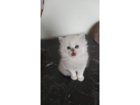 British longhair kedisi beyaz