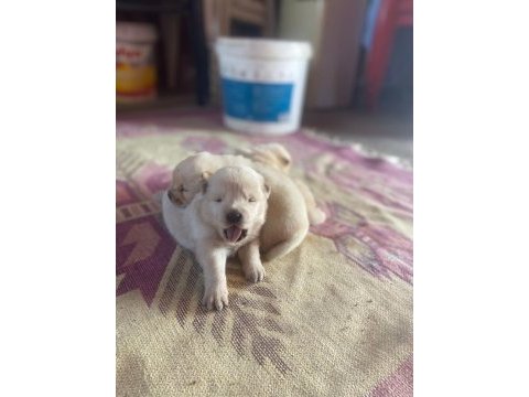 Chow chow köpeği
