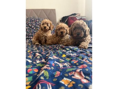 Toy poodle ( ırk garantili bebeklerimiz )