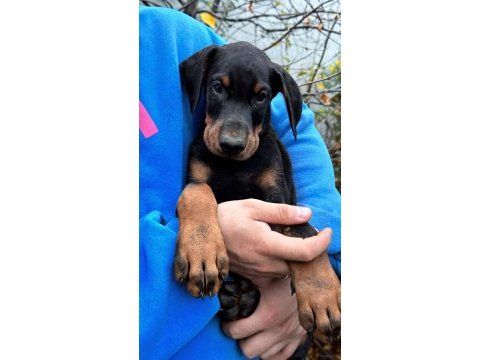 Safkan fci şecereli doberman yavrularımız