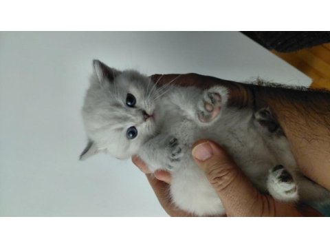 Acil safkan british shorthair yavrularımız