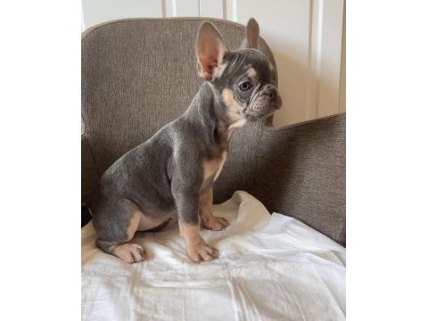 Ev bakımı french bulldog yavrularım