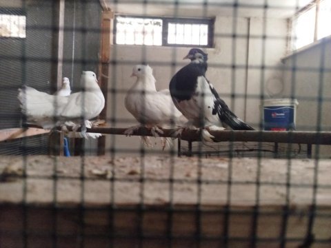 Orjinal rakkas takım güvercin
