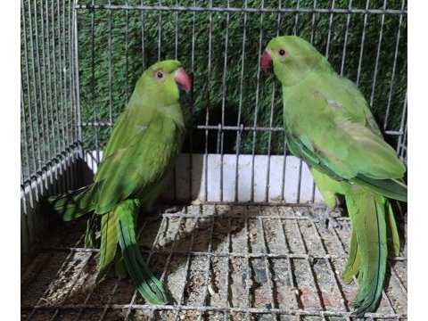 Yeni sahibine gitmeye hazır pakistan papaganları