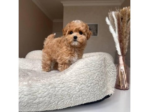 Poodle kalitesinde teacup maltipo