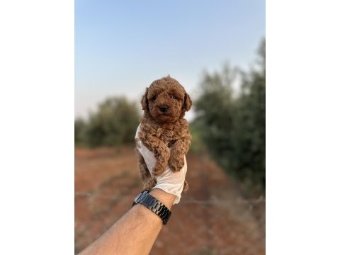 Renk renk çeşit çeşit toy poodle yavrularımız 