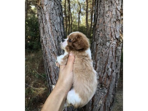 A sınıf cavalier kıng charles