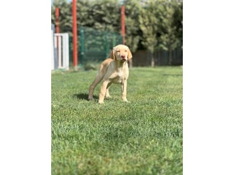 Golden retriever yavruları çiftlikten