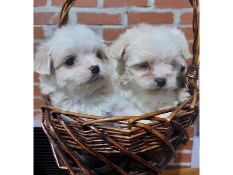 Sıfır boy terrier köpekler
