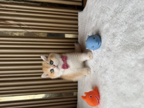 British shorthair golden