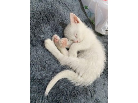 Beyaz ankara kedisi