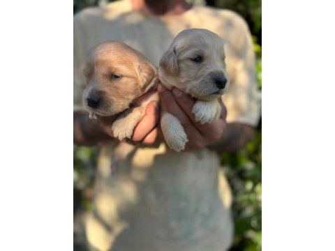 Golden retriever yavrularımız