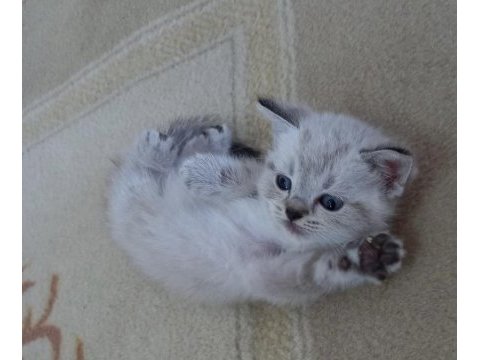 Mavi gözlü british shorthair yavrular