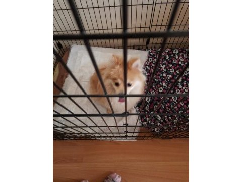 Oyuncu ve sevecen pomeranian kızımız yeni yuvasını arıyor