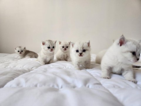 British shorthair yavrular