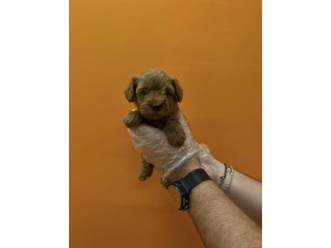 Teacup maltipoo yavrularımız