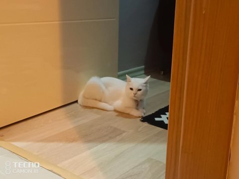 Herkesime her bütçeye uygun miyav serisi