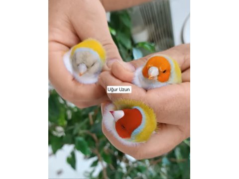Şampiyondan üst seviye jumbo gouldian finch ispinoz