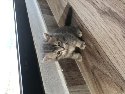 45 günlük sağlıklı cins yavru kediler ve anne