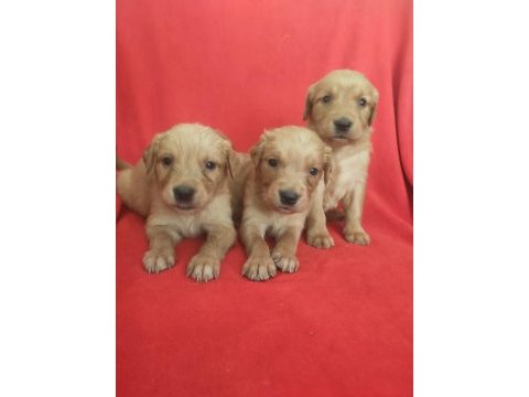 Kaliteli golden retriever yavrularimiz