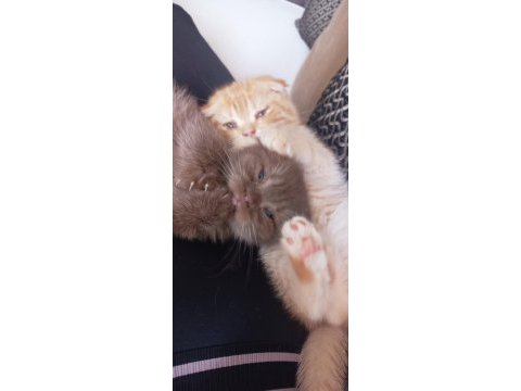 Scottish fold sahiplendirme