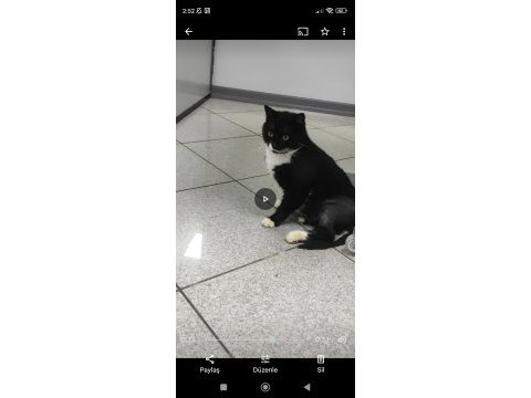 Yakışıklı kedimiz panda yuva arıyor