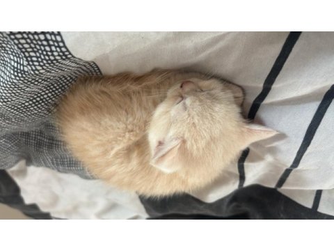İki tane siyam kedisi erkek yavrularımız