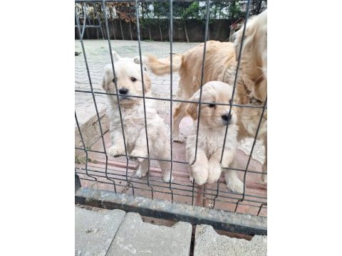 Golden retriever yavrular rezerveye açık